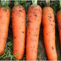 沙土地新鲜蔬菜 现挖农家自种水果胡萝卜10吨起批